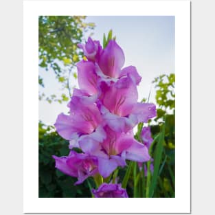 gladiolus Posters and Art